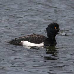 Tufted duck at Reykjavik City Pond.