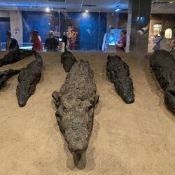 Crocodile museum Kom ombo