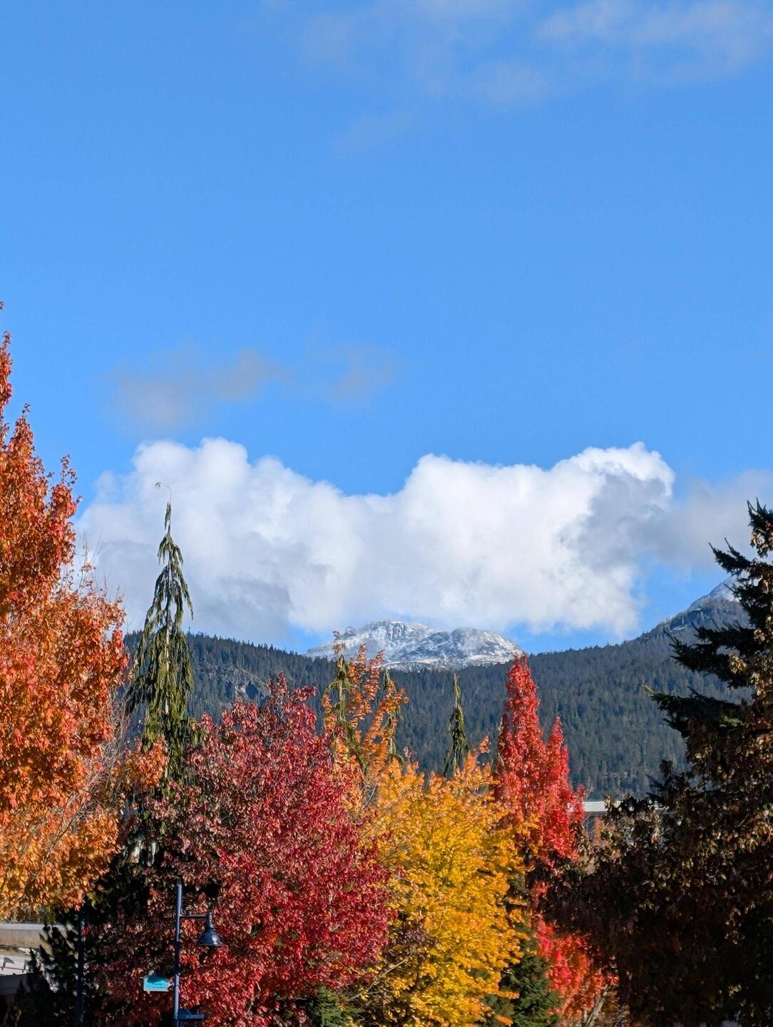 Blue Sky and Colorful Trees