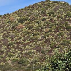 Hier ist der ganze Hang gleichmäßig mit Kaktusse bewachsen...sieht schön aus 😁