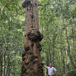 Isn't that a cool tree?