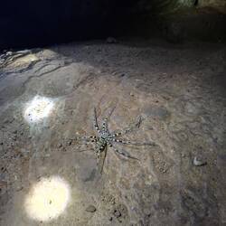 Tigerspinne in der Höhle