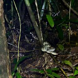 Süße kleine Giftnatter