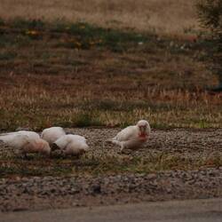 Allgegenwärtige Kakadus