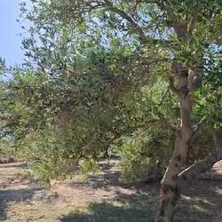 Wanderung durch Olivenhaine