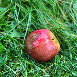 Dieser Apfel gehört alleine mir!