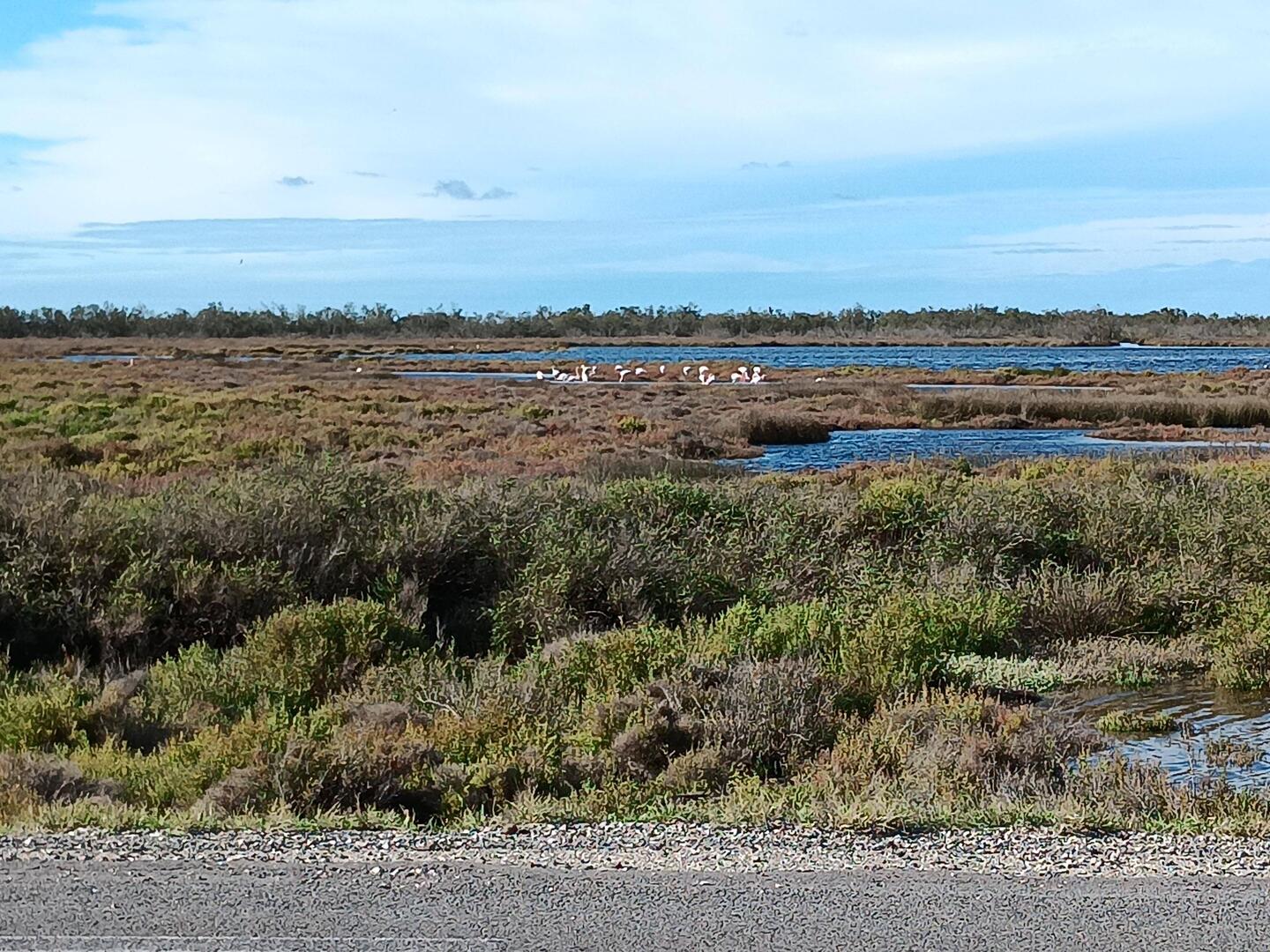 Genau so hab ich mir die Camargue vorgestellt, aber normalerweise ist der Wasserstand doch etwas nie