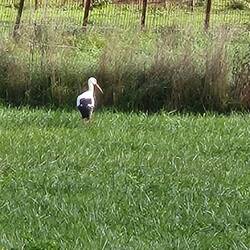 We saw this stork fly off just after this photo