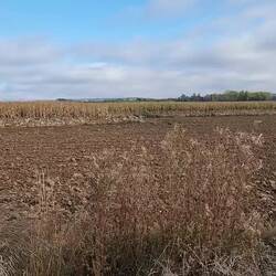 Volume up: birdsong
