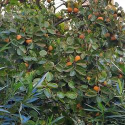 Kakis. Sind fast reif.