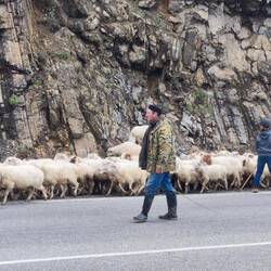 Grosse Schafherde beim Ananuri Fortress