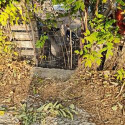 Mit Gänsen und Hühnern