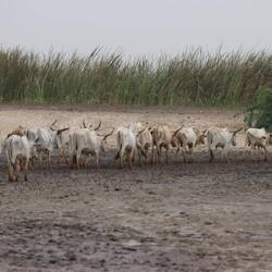 Auf dem Hinweg in den Djoudj-Nationalpark