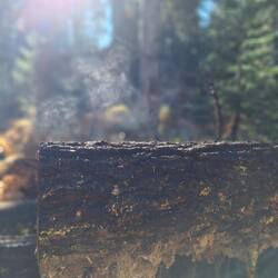 Dampfendes Holz, hier hatte es auch gefroren