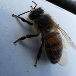 Eine Biene rettet sich vor dem Regen in unser Auto