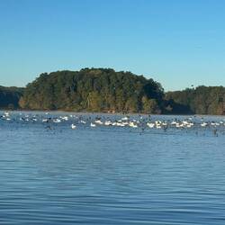 White pelicans and either cormorants or loons