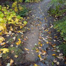 Water Going Down the Trail