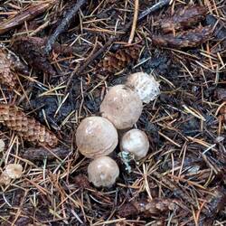 The Last of the Mushrooms