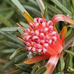 Lambertia Formosa (aka: Mountain Devil); also endemic to NSW.