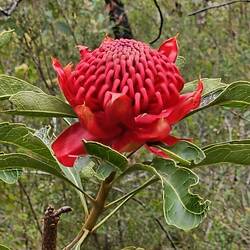 Telopea speciosissima (aka: Waratah). It's endemic to New South Wales.