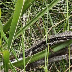 This little lizard is called a White's Skink.