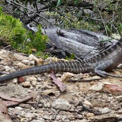 The Water Dragon is Australia's largest dragon lizard.