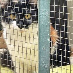 Lovely cat we saw today - they had a lovely comfy spot, totally protected but could watch the action