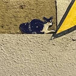 Cats were the theme today