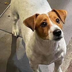 Such a cute Jack Russell who entertained us during dinner