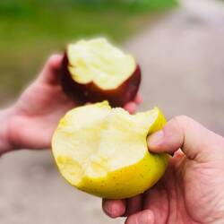 Frische Äpfel, nicht geklaut, lagen zur freien Abgabe in Einkaufswagen am Wegesrand