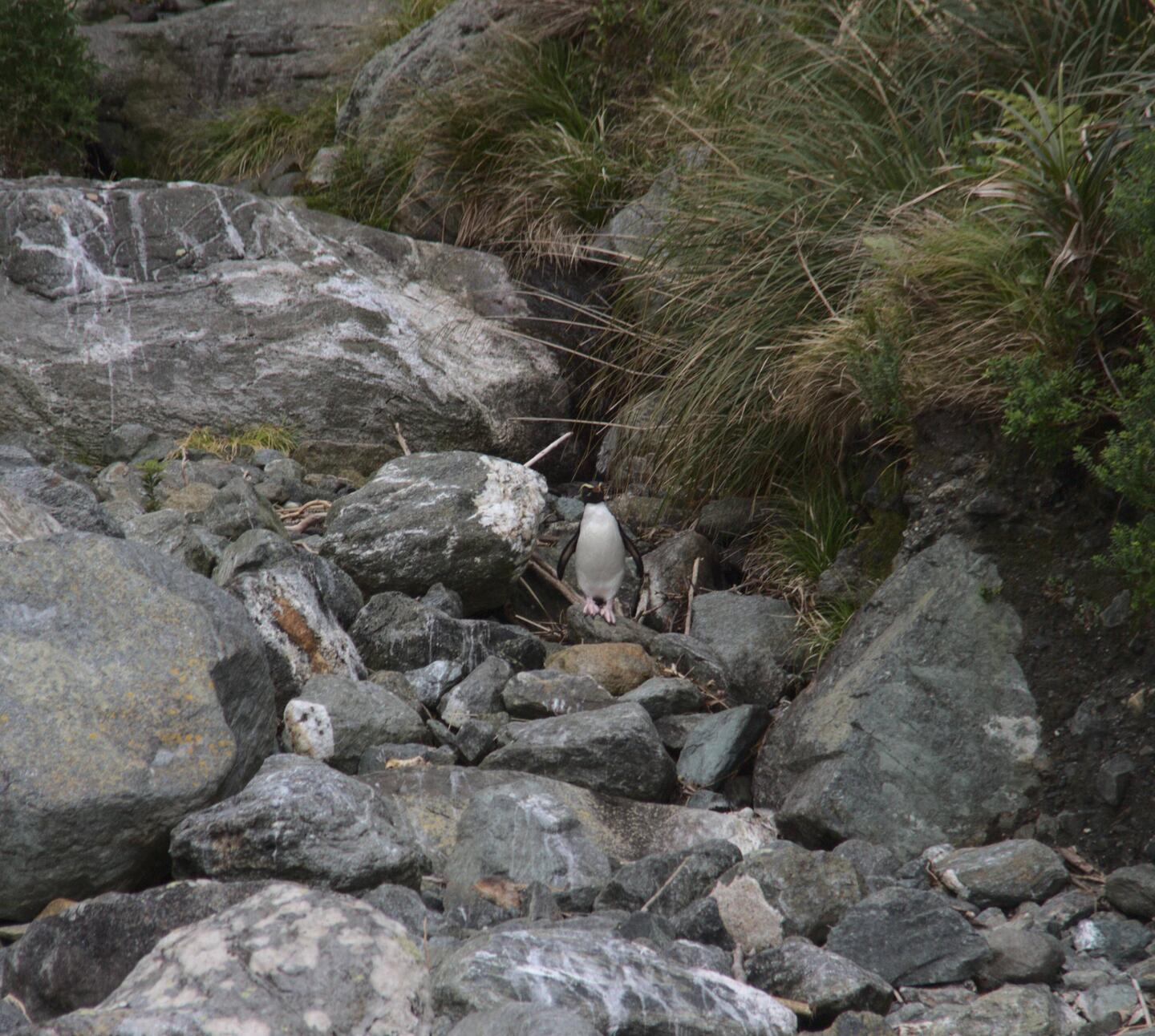 Pinguin im Milford Sound