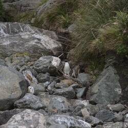 Pinguin im Milford Sound