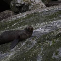 faule Robbe im Milford Sound