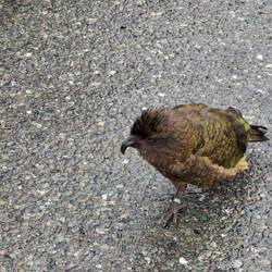 der KEA ist nicht zufrieden