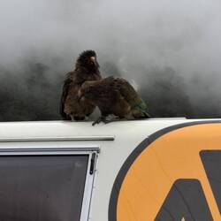 die KEAs sind sehr schlau