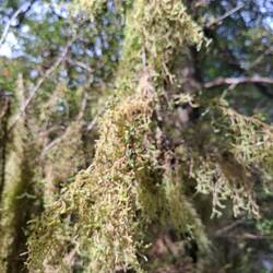 alle Bäume sind hier voller Moos