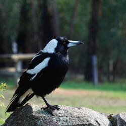 Die Elstern (Magpie) sind hier allgegenwärtig
