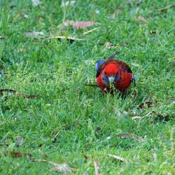 Ein anderer Rosella