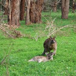 Liebesspiel beim Eastern Grey Kangaroo