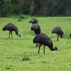 Emus