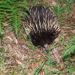 Das ist der Kurznasen-Echidna, sollte man nicht denken