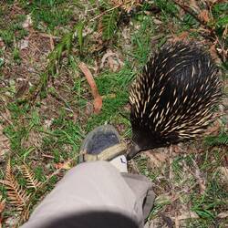 Was sucht er an meinem Fuß?