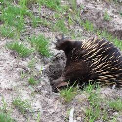Er gräbt, nach Termiten?