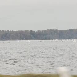 Chiemsee mit Optimisten