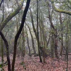 Lorbeerwald La Gomera