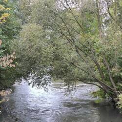 Mündung Thyra in Helme