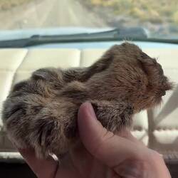 Stolz zeigt uns unser Guide eine Puma-Tatze und erzählt uns die Geschichte dazu