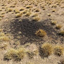 Interessant, dass einige Lamas die selbe Stelle benutzt haben