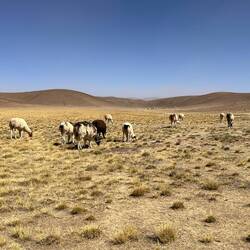 Unsere ersten Lamas!
