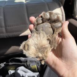 Fühlt sich wie eine große Katzentatze an